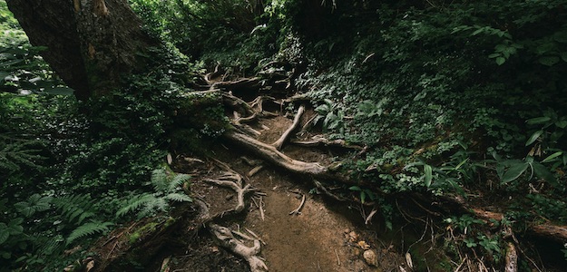 登山道の写真