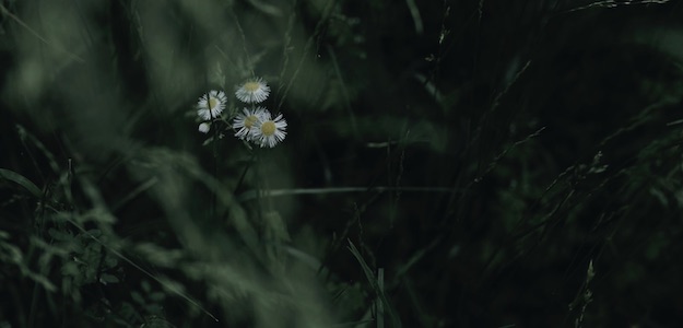 白い花の写真