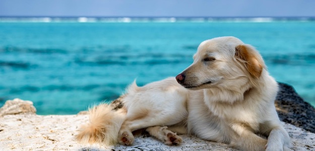 海で昼寝する犬の写真