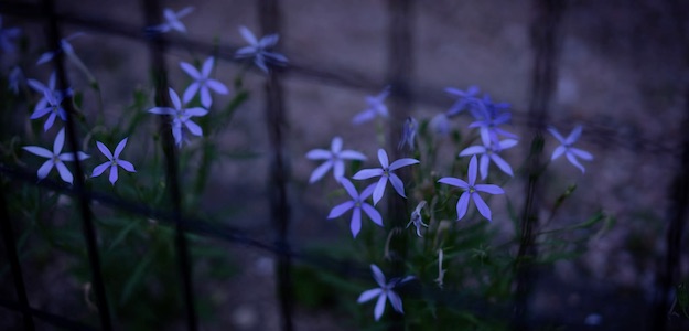 花の写真