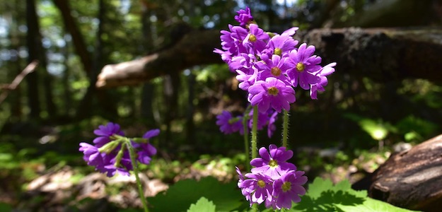 花の写真