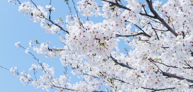 桜の写真