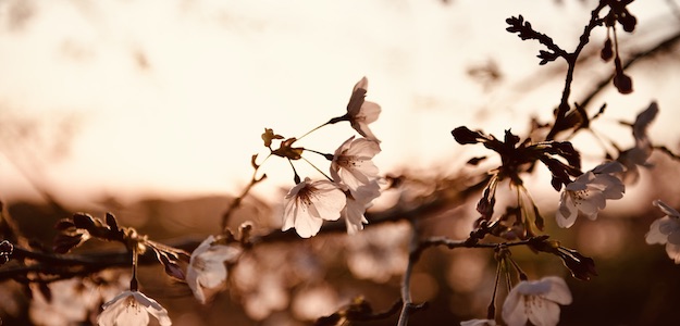 桜の写真