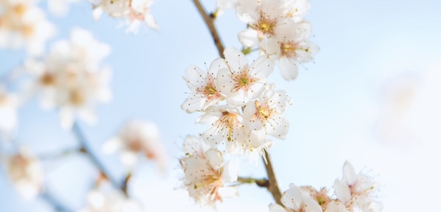 桜の写真