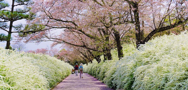 雪柳と桜の並木道の写真