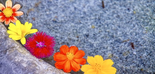 水に浮かべた花の写真