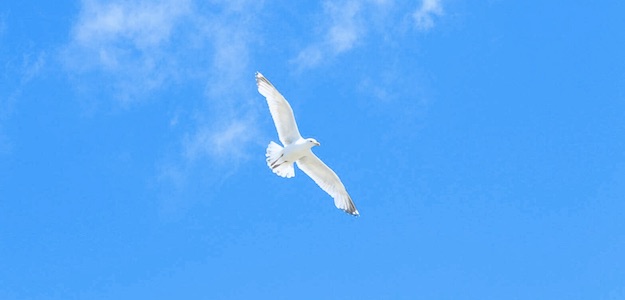 鳥の写真